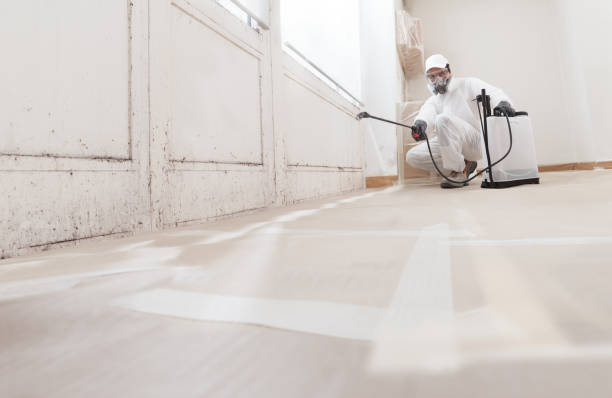 Black mold remediation team in West Salisbury